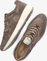Bruine GREVE Lage sneakers WALKER 2346 - medium
