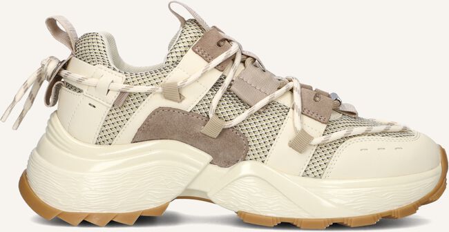 Bruine STEVE MADDEN Lage sneakers TAZMANIA Bruine STEVE MADDEN Lage sneakers TAZMANIA - large