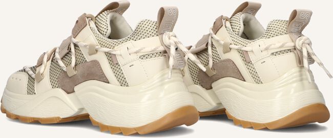 Bruine STEVE MADDEN Lage sneakers TAZMANIA Bruine STEVE MADDEN Lage sneakers TAZMANIA - large