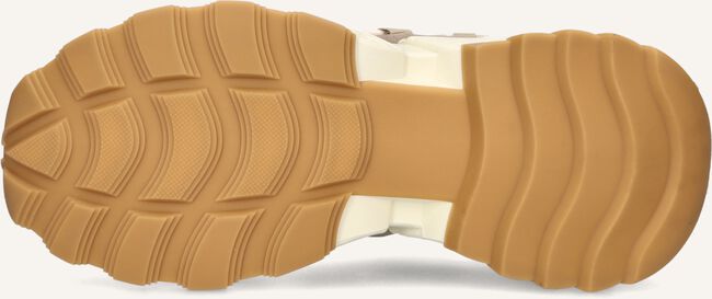 Bruine STEVE MADDEN Lage sneakers TAZMANIA Bruine STEVE MADDEN Lage sneakers TAZMANIA - large